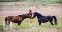 WednesdayBrumbiesPM_0074