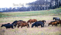 WednesdayBrumbiesPM_0042