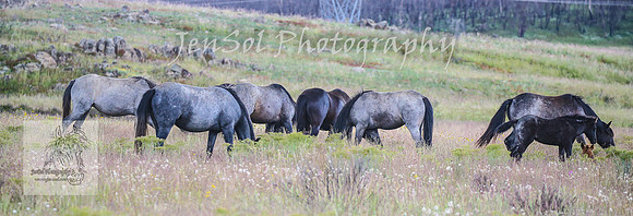 WednesdayBrumbiesPM_0207