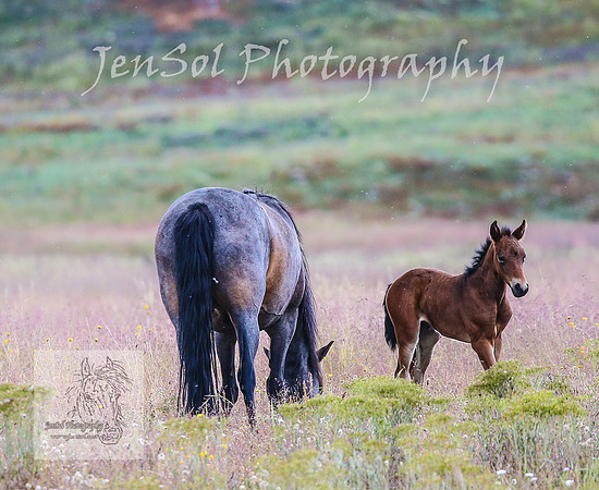 WednesdayBrumbiesPM_0155