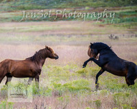 WednesdayBrumbiesPM_0065