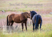 WednesdayBrumbiesPM_0114