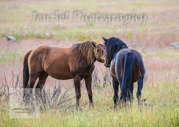 WednesdayBrumbiesPM_0114