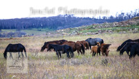WednesdayBrumbiesPM_0051