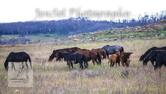 WednesdayBrumbiesPM_0051
