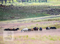 WednesdayBrumbiesPM_0018