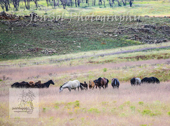 WednesdayBrumbiesPM_0018