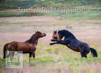 WednesdayBrumbiesPM_0070