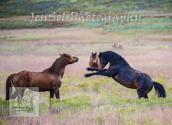 WednesdayBrumbiesPM_0070