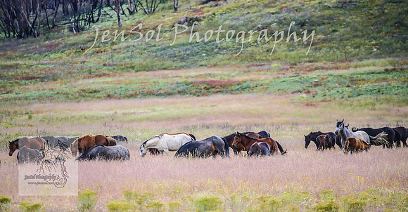 WednesdayBrumbiesPM_0037