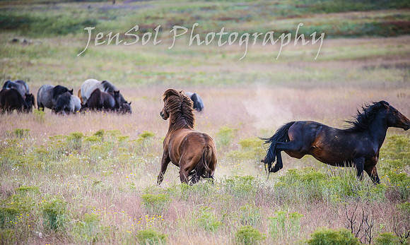 WednesdayBrumbiesPM_0058
