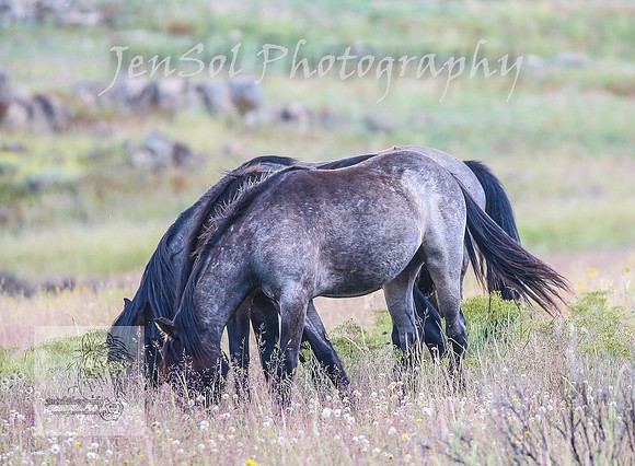 WednesdayBrumbiesPM_0178