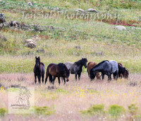 WednesdayBrumbiesPM_0003