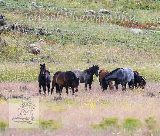 WednesdayBrumbiesPM_0003
