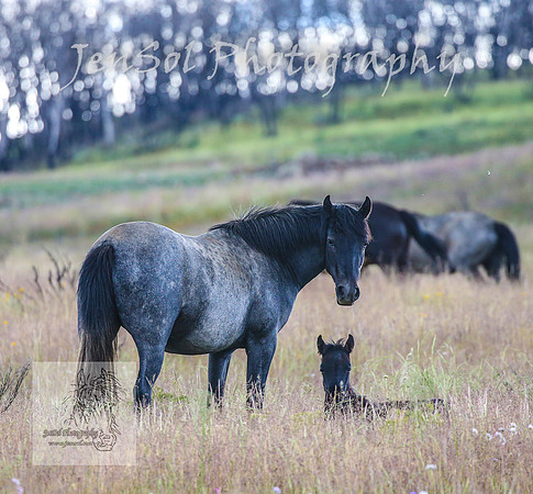 WednesdayBrumbiesPM_0231
