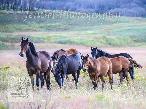 WednesdayBrumbiesPM_0165