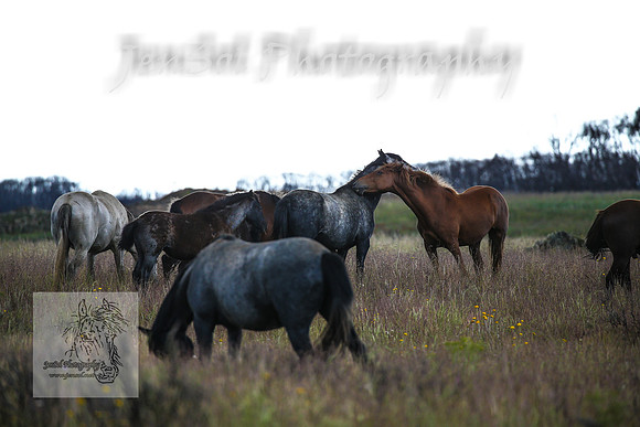 WednesdayBrumbiesPM_0186