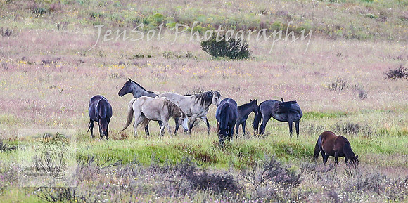 WednesdayBrumbiesPM_0245