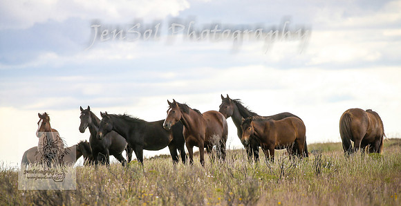 WednesdayBrumbiesPM_0239
