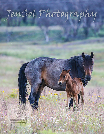 WednesdayBrumbiesPM_0213