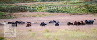 WednesdayBrumbiesPM_0012