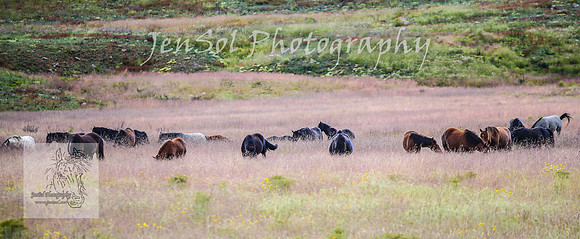 WednesdayBrumbiesPM_0012