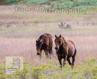 WednesdayBrumbiesPM_0049