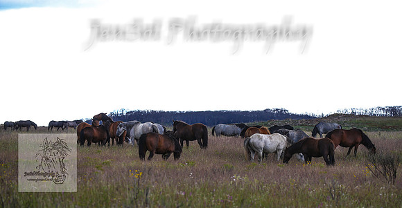 WednesdayBrumbiesPM_0156