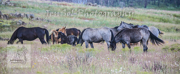 WednesdayBrumbiesPM_0228