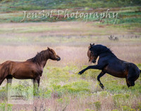 WednesdayBrumbiesPM_0063