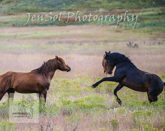 WednesdayBrumbiesPM_0063