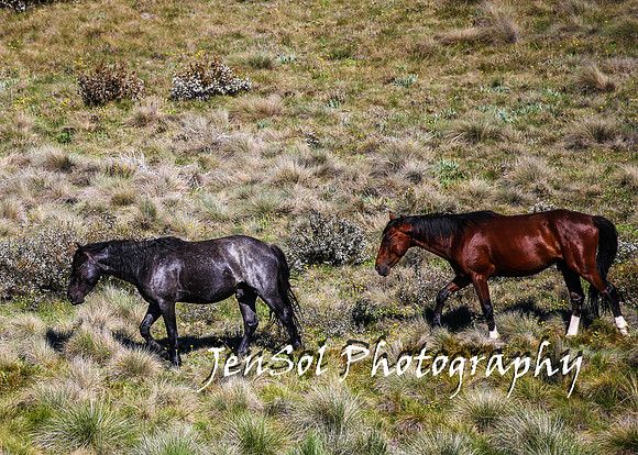 BrumbiesTumutDec17_0514