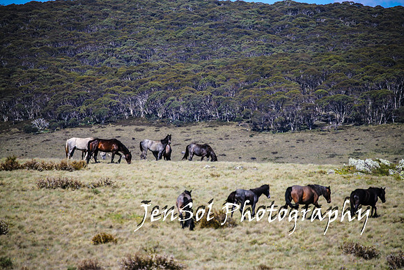 BrumbiesTumutDec17_0468