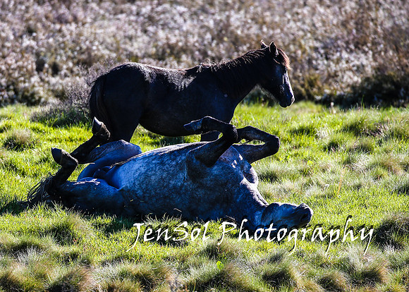 BrumbiesTumutDec17_0029