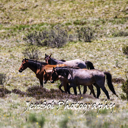 BrumbiesTumutDec17_0134