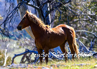 BrumbiesTumutDec17_0099