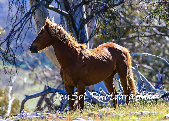 BrumbiesTumutDec17_0099