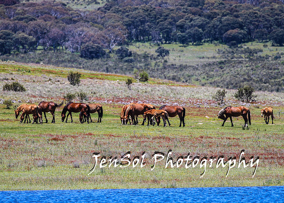 BrumbiesTumutDec17_0305