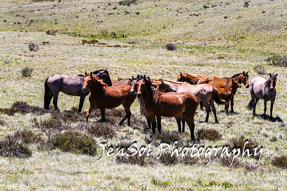 BrumbiesTumutDec17_0192