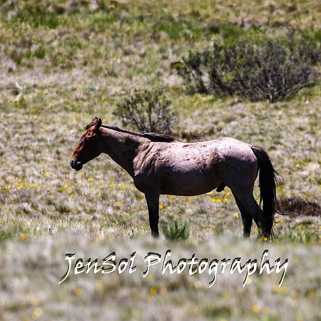 BrumbiesTumutDec17_0151
