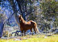BrumbiesTumutDec17_0097