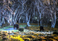 BrumbiesTumutDec17_0004