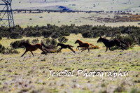 BrumbiesTumutDec17_0075