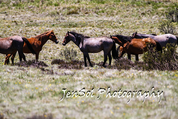 BrumbiesTumutDec17_0149