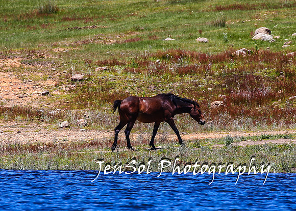 BrumbiesTumutDec17_0353