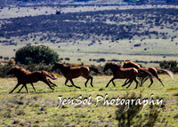 BrumbiesTumutDec17_0066