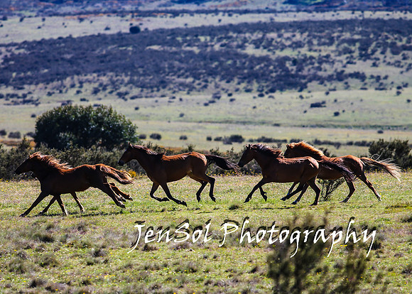 BrumbiesTumutDec17_0066
