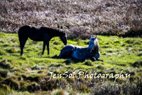 BrumbiesTumutDec17_0023
