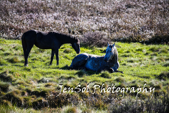 BrumbiesTumutDec17_0023