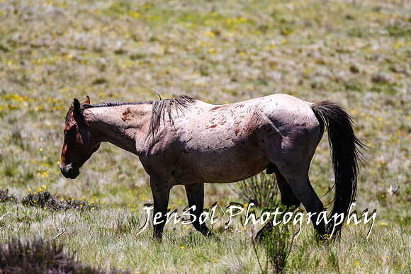 BrumbiesTumutDec17_0206